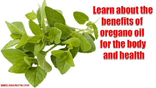 Learn about the benefits of oregano oil for the body and health