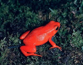 katak mantel merah 10 Jenis Katak Teraneh Di Dunia