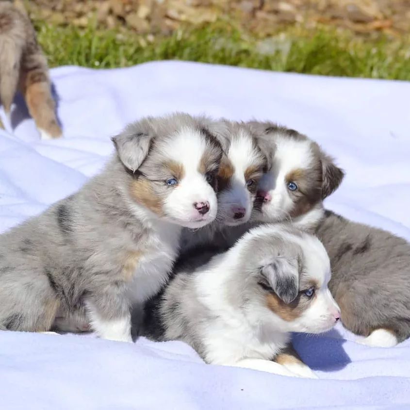 Australian shepherd puppies