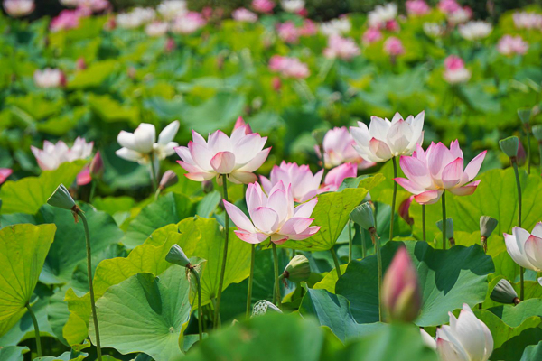 嘉義民雄保安宮荷花池荷花朵朵開，黃家宗祠當背景畫面更豐富