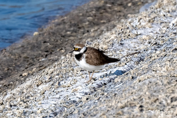 Little ringed plover