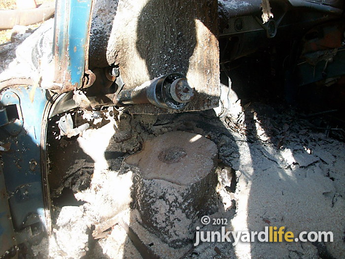 More than 30 rings on the tree trunk embedded in the'55 Chevy