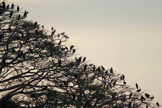 Hundreds of Cormorants and Black headed Ibis resting on the tree top
