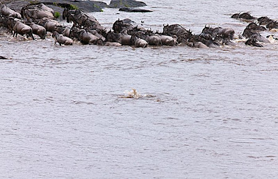 Amazing Story In Kenya Antelope Saved by a Hippo Seen On www.coolpicturegallery.us