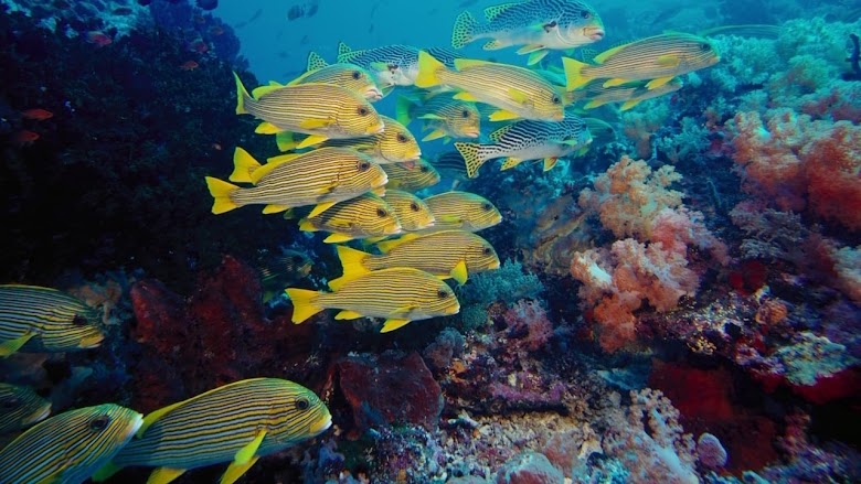 IMAX - Under the Sea 3D 2009 ver online español