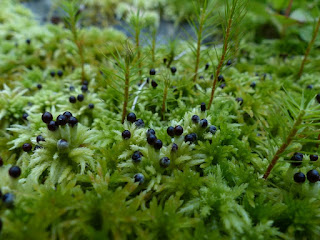 Sphaigne squarreuse - Sphaigne hérissée - Sphagnum squarrosum