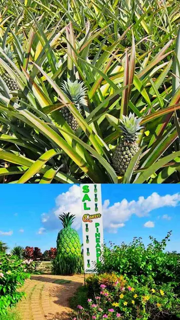 Sal's Pineapple Plantation