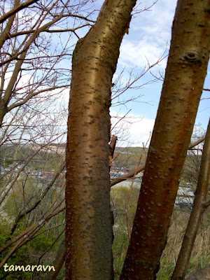 Маакия амурская (Maackia amurensis)