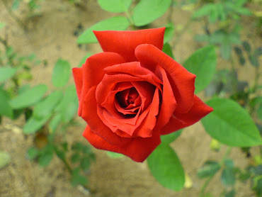 #9 Wonderful Flowers Rose Wallpaper