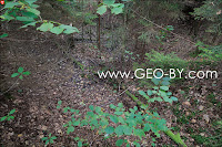 Puszcza Nalibocka. Jerusalem in the forest. The dugouts in the former trench