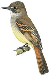 Flammulated Flycatcher