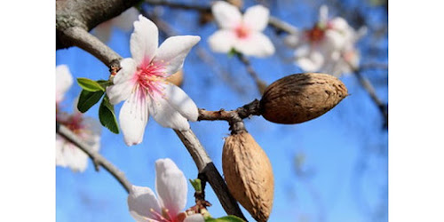  KACANG ALMOND LEKKER Kubu