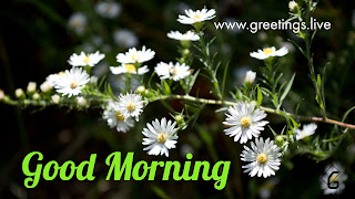 Daily greetings with Flowers.  Cool greetings free to share.