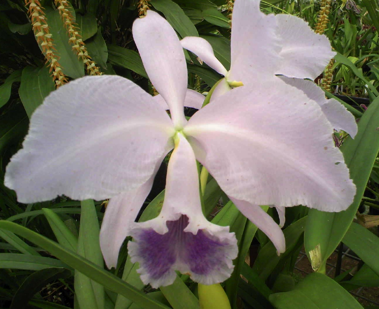 types of flowers grown in greenhouses Show Pictures of Cattleya Orchids | 1301 x 1060