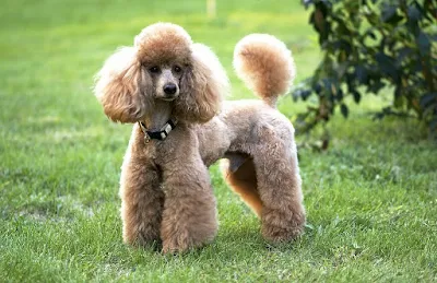 Poodle Dog