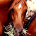 Equine nutrition