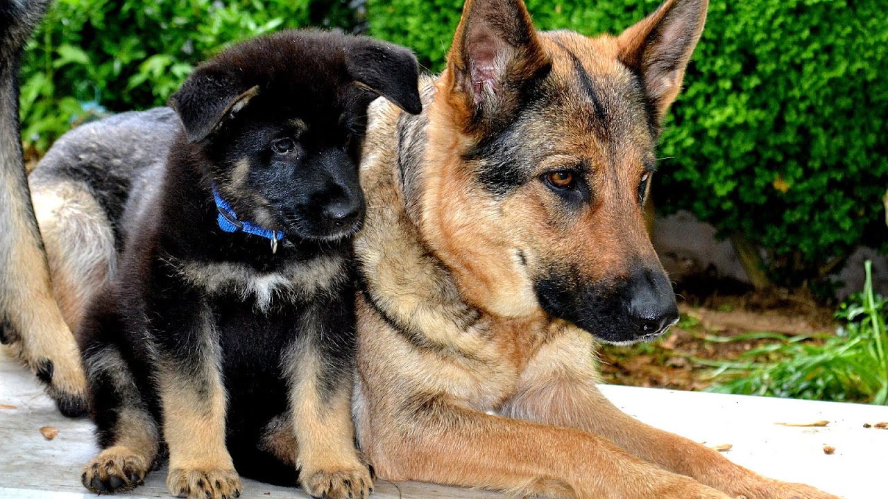 Black German Shepherd Puppies For Sale In Md