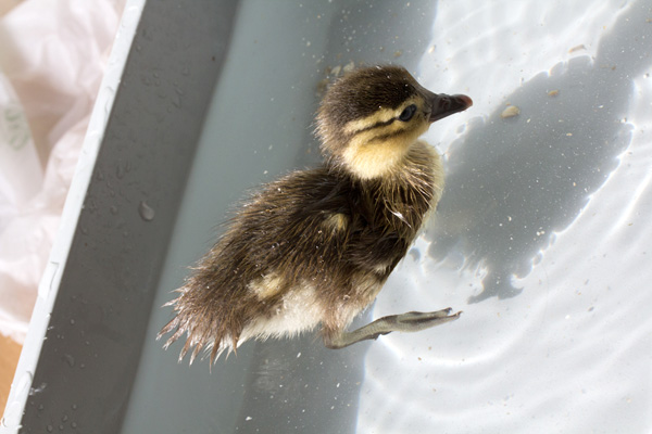 Cute baby mandarin duck swimming, cute baby duck, baby duck pictures