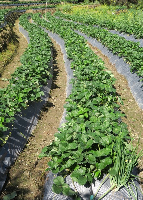 strawberries are being grown on these terraces.Onions are planted at the ends of each rows of strawberry plants. The onions attract insects that may otherwise attack the strawberries.