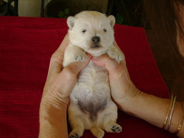 Gấu Westie