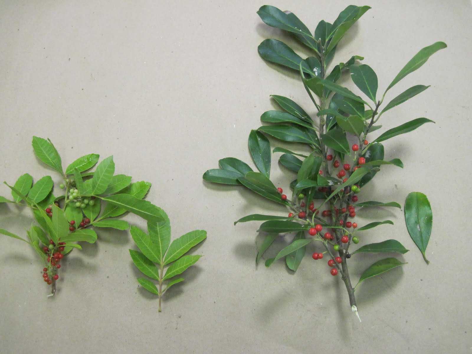 holly  tree diseases