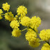 8 MARZO: LA FESTA DELLA DONNA E IL SIMBOLO DELLA MIMOSA