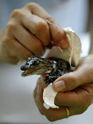 baby crocodile