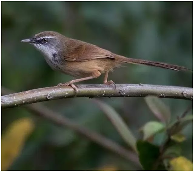 Perbedaan Burung Ciblek Gunung Jantan dan Betina