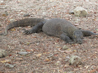 labuanbajo komodo rinca indonesia