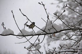 chickadee on a bare branch in a snow-covered tree