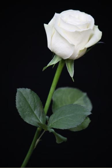 Divia: Mawar putih