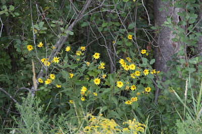 goldenrod and smooth oxeye(?)