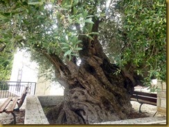 olivierkastos