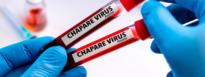 Chapare Virus: Scientists have discovered a new virus that can spread easily in people