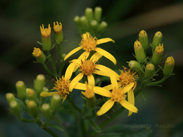 Senecio nemorensis