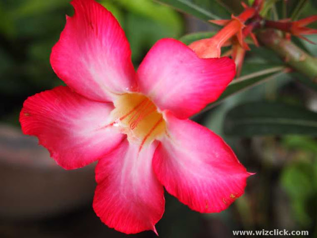 A booming red Desert Rose flower