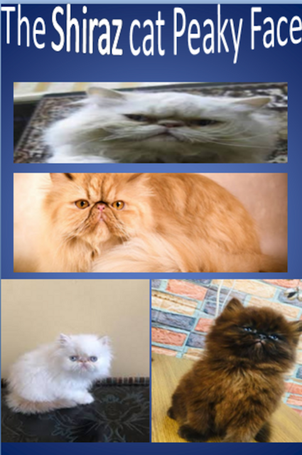 A comparison between the types of Shirazi cats