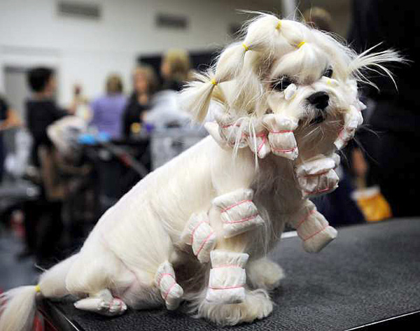 dog show pictures