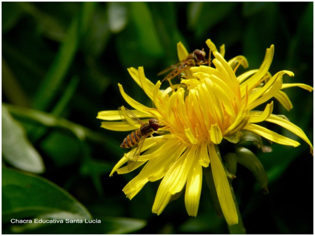 Flor de diente de león y pequeños insectos - Chacra Educativa Santa Lucía