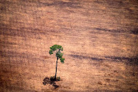 The cutting and burning of tropical forests, especially mature tropical forests like much of the Amazon rainforest, is particularly damaging because of the carbon storage lost and the contribution to climate change. (Credit: Raphael Alves/AFP/Getty Images) Click to Enlarge.