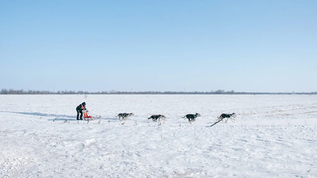 Kicksledding with dogs