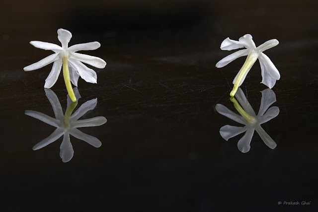 A Minimalist Photograph of Jasmine Flowers and their Reflection on a Glass Table.