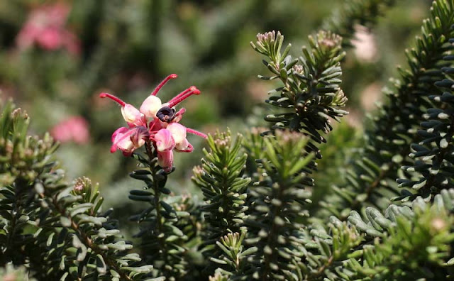 Grevillea Lanigera Flowers