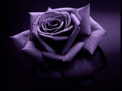 Purple Rose Normal Resolution HD Wallpaper 7
