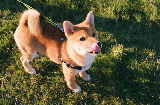 Why Does My Dog Lick His Paws?