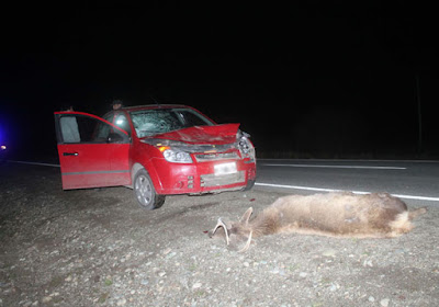 Chocó contra un ciervo en Ruta 40, lo mató y se lo llevó a su casa 