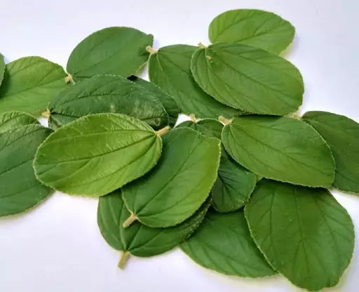 Daun Bidara