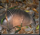 Nine Banded Armadillo