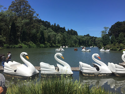 Pedalinhos de Garças e ao fundo o Lago Negro