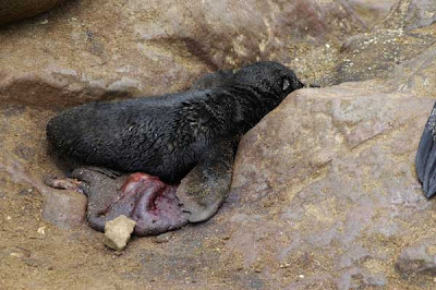 cape cross fur seal placenta namibia